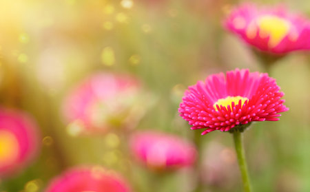 Beautiful pink daisy flower in the garden with bokeh backgroundの写真素材