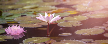 Beautiful pink lotus flower blooming in the pond with sunlightの写真素材