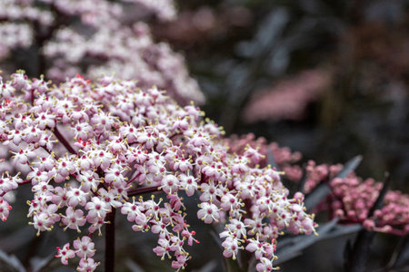 A closeup of the flowers of an elderberry bush in bloomの写真素材