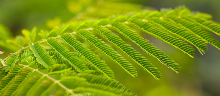 green leaves of a tree in nature, macro shot with shallow depth of fieldの写真素材