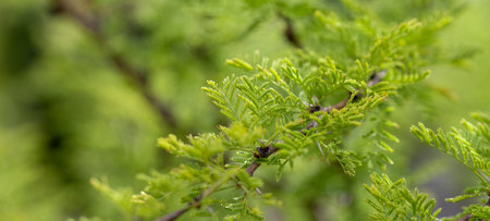 Close up of green twig of thuja tree in springの写真素材