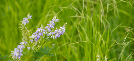 purple flowers on a background of green grass in the meadowの写真素材