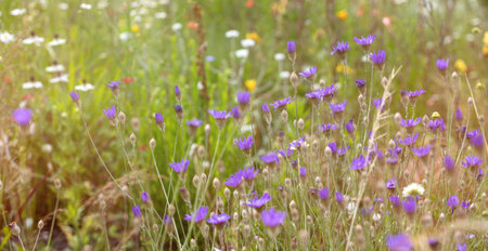 meadow with green grass and flowers in the sunの写真素材