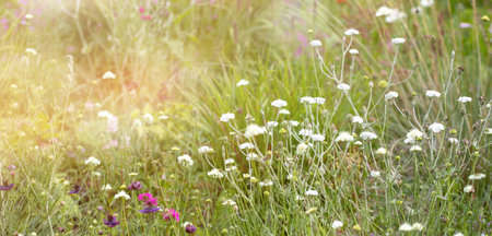 meadow with green grass and flowers in the sunの写真素材