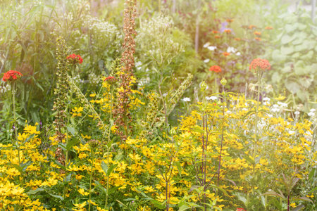 meadow with green grass and flowers in the sunの写真素材
