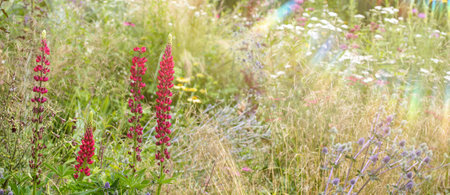 summer meadow with red lupine flowers in the sunの写真素材