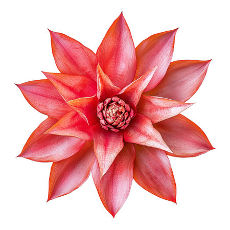 red flower isolated on white backgroundの素材