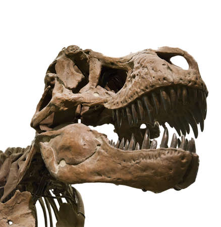 Portrait of a dinosaur skeleton, isolated on pure white.のeditorial素材