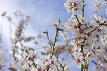 Flowered almond with a white flowersの写真素材