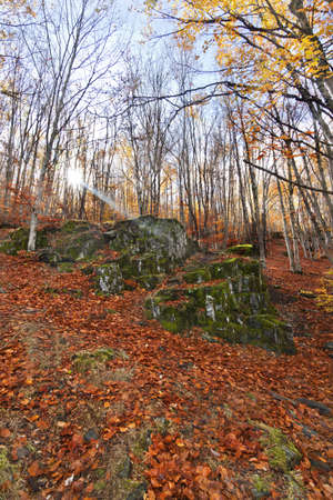 Autumm in the Beech forest. Tejera Negra, Guadalajara. Spainの写真素材