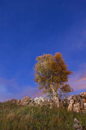 Olive tree  Night sceneの写真素材