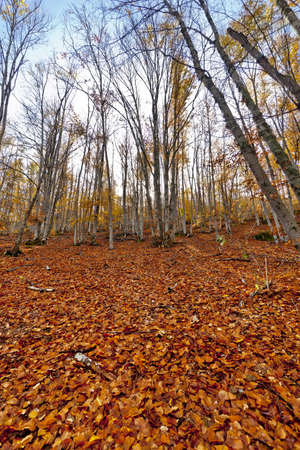 Autumm in the Beech forest  Tejera Negra, Guadalajara  Spainの写真素材