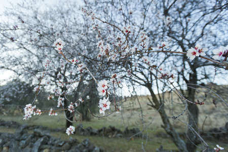 Flowered almond with a white flowers