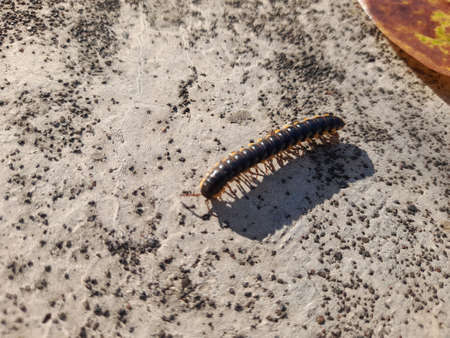 Close-up of a millipede on the ground in the sunの写真素材