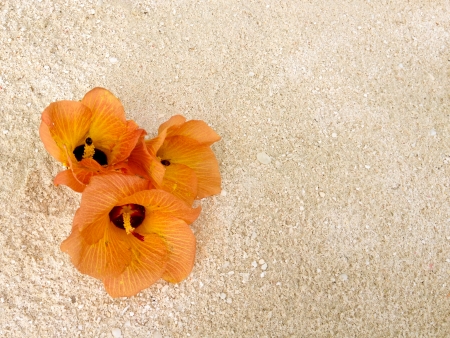 Composition of three Hibiscus in the sand of the beach の写真素材