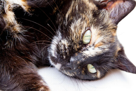 Kitten lyingの写真素材