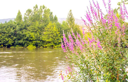 Selective focus of some flowers in the riverside of Ebro river, Spain.の写真素材