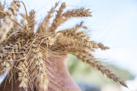 Outdoor shot of wheat in a jarの写真素材