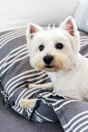 Westie dog lying in bed, looking at camera. Copy space.