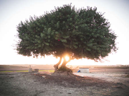 Lone tree
