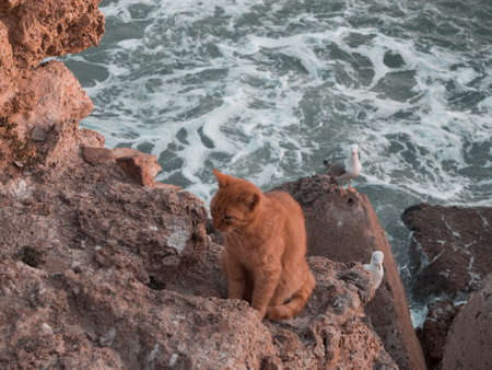 Cat and Seagull