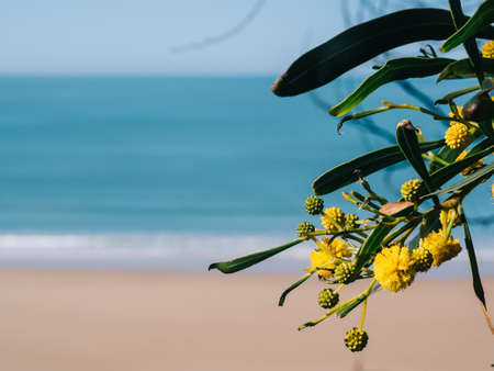 Yellow flowers tree with beach backgroundの写真素材