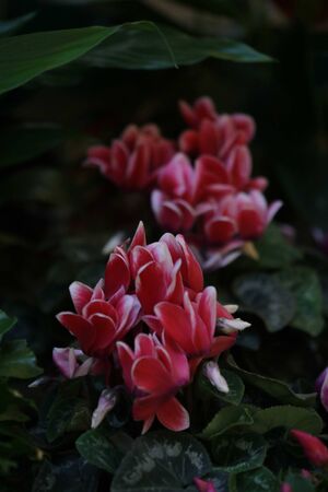 Cyclamen. December 2016. Edinburgh. Scotland.の写真素材
