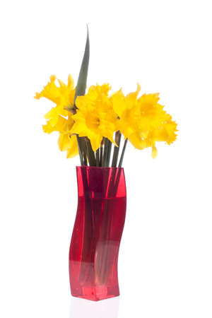 yellow daffodils in the red flowerpot, on white の写真素材