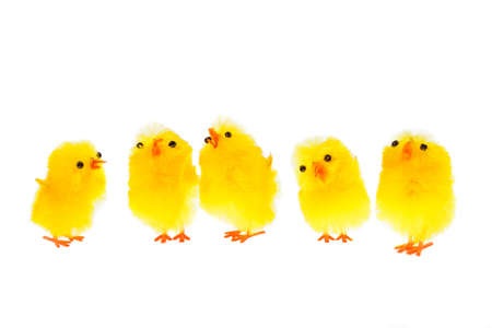 yellow chicklings, photo on the white backgroundの写真素材