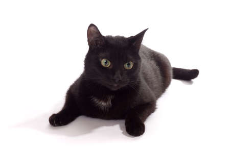 black cat portrait, isolated on the white の写真素材