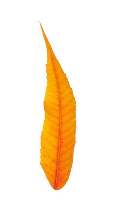 Autumn leaf, isolated on whiteの写真素材