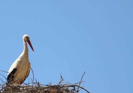 Stork nestの写真素材