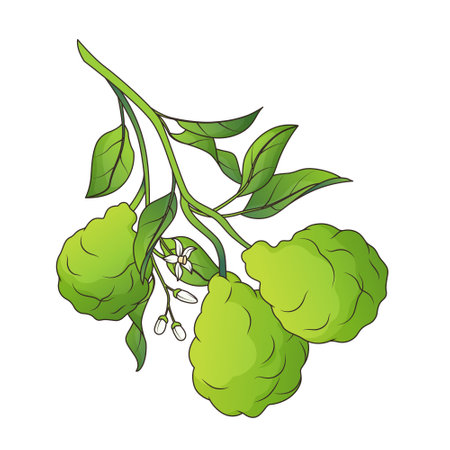 Vector illustration of bergamot tree branch with flowers and leaves. Element for design. Isolated on white.のイラスト素材
