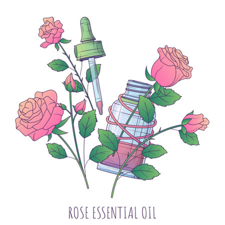 Vector illustration of glass bottle of essential oil, dropper. Rose essential oil. Hand-drawn rose, bouquet. Cosmetic, perfumery, aromatherapy.のイラスト素材