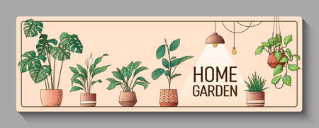 Banner background with vector illustration of houseplants of monstera, haworthia, aglaonema. For poster design, promo banner and flyer decoration. Interior, flower shop, home garden concept.のイラスト素材