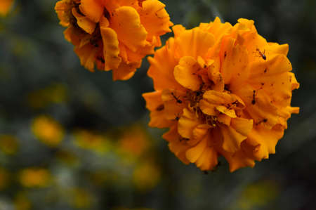 marigold flower on blurred leaf background
