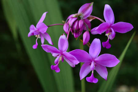 Purple orchids in a botanical garden in spring.