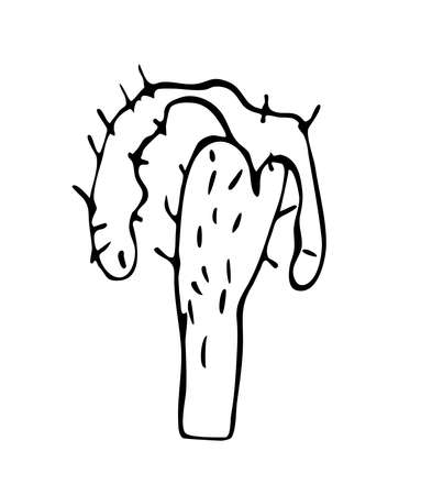 the cactus is drawn with a Doodle line. Vector drawing.のイラスト素材