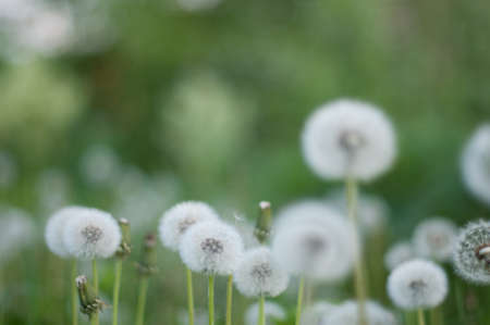 Group of dandelions on the green fuzzy backgroundの写真素材