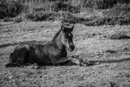 Wild horses in the Sierra de Bobia, with their beautiful foalsの写真素材
