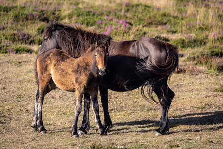 Wild horses in the Sierra de Bobia, with their beautiful foalsの写真素材