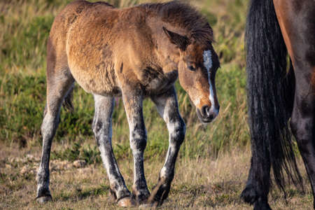 Wild horses in the Sierra de Bobia, with their beautiful foalsの写真素材