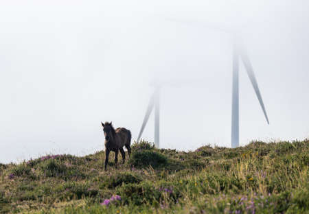 Wild horses in the Sierra de Bobia, with their beautiful foalsの写真素材
