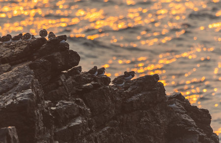 Group of Calidris alba birds on the rocks at sunsetの写真素材