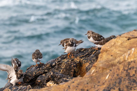 Ruddy turnstone (Arenaria interpres) on the rocks