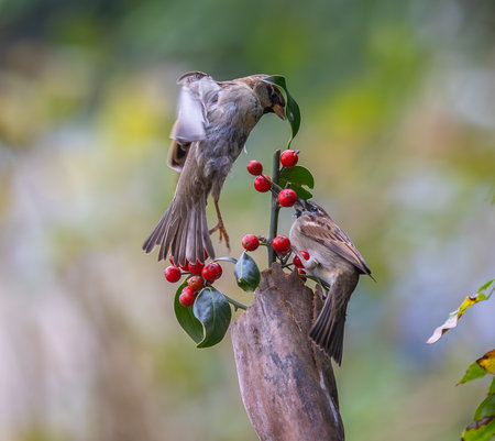 Sparrow sitting on a branch with red berries in the forestの写真素材