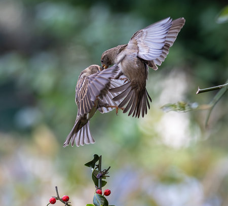 Sparrow feeding her chick on a twig with red berriesの写真素材