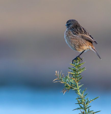 Female Eastern Stonechat (Saxicola rubicola) perched on a branchの写真素材
