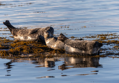 Gray seal (Halichoerus grypus) on the beach