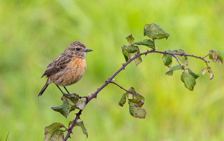 A common stonechat (Saxicola rubicola) perched on a branchの写真素材